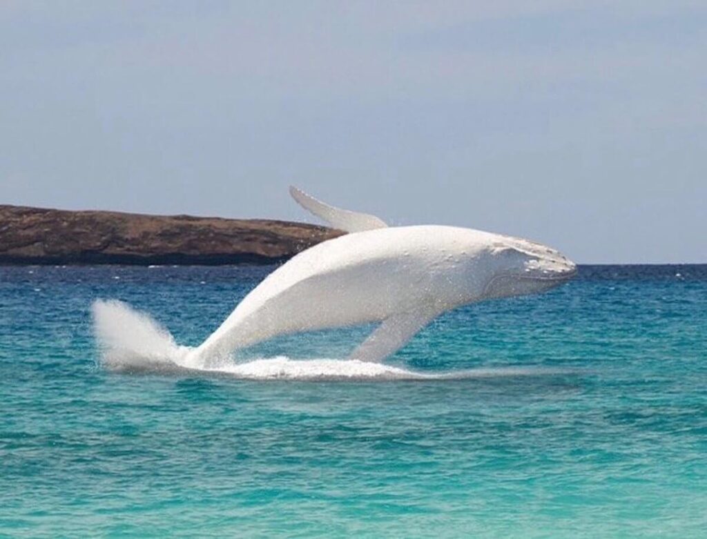 Migaloo-white-humpback-whale