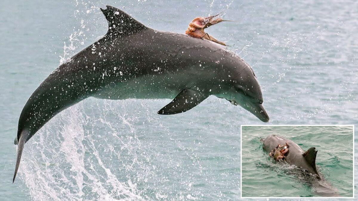 octopus-clinging-to-dolphin