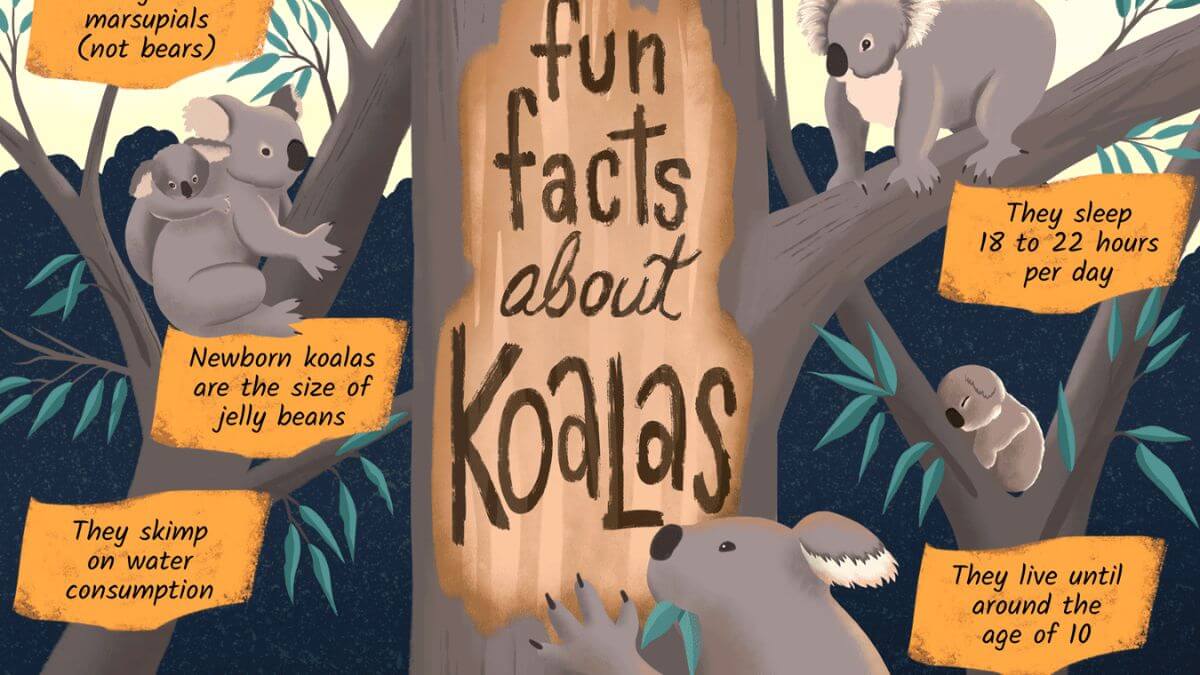 Facts-About-Koalas