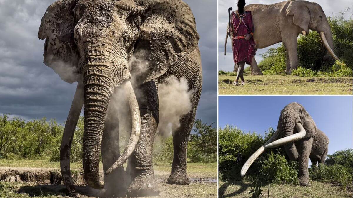enormous-50-year-old-elephant-in-Kenya
