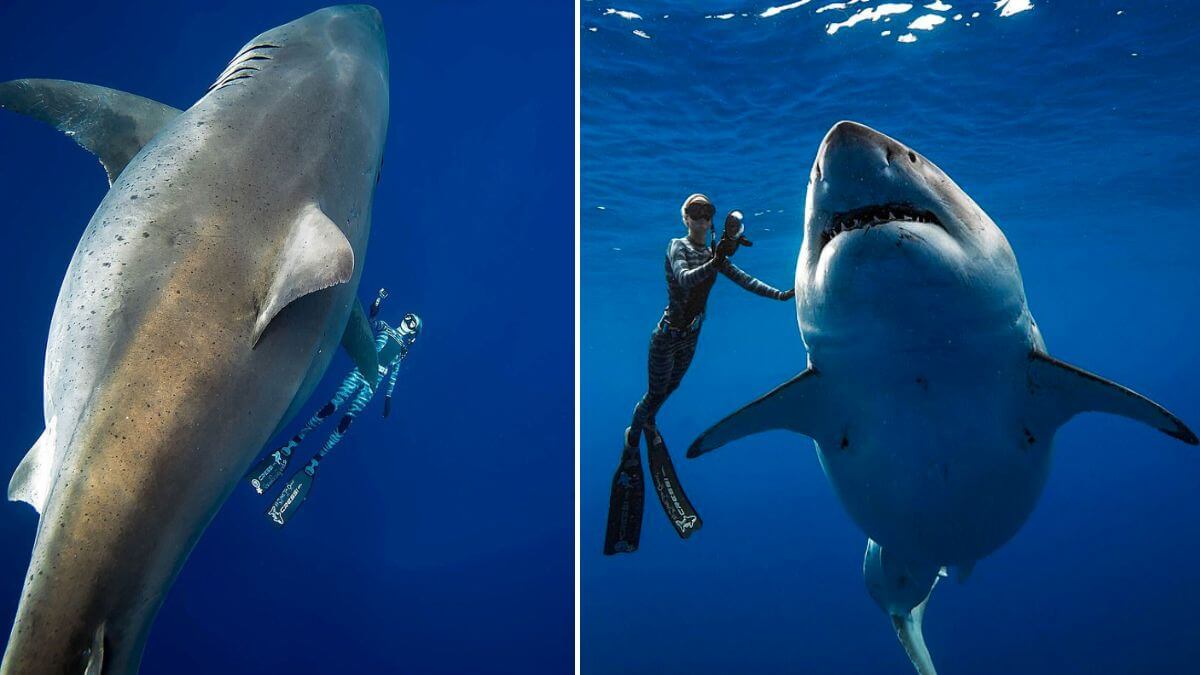 Largest-white-shark-Deep-Blue