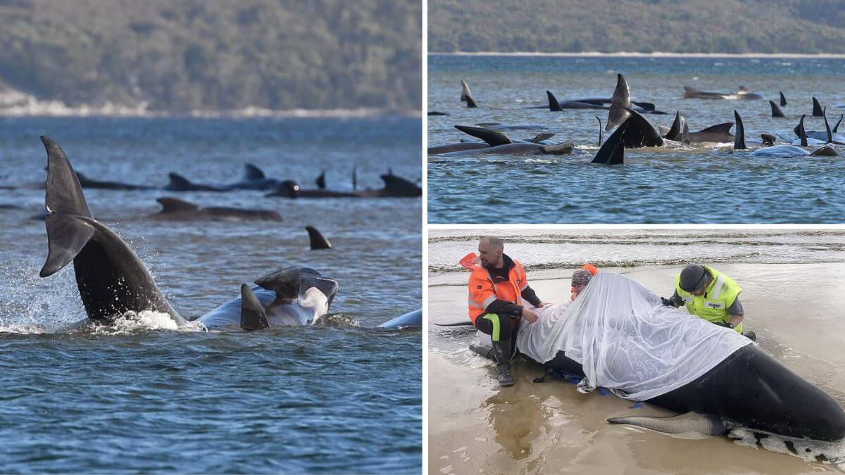 380-whales-died-Tasmania