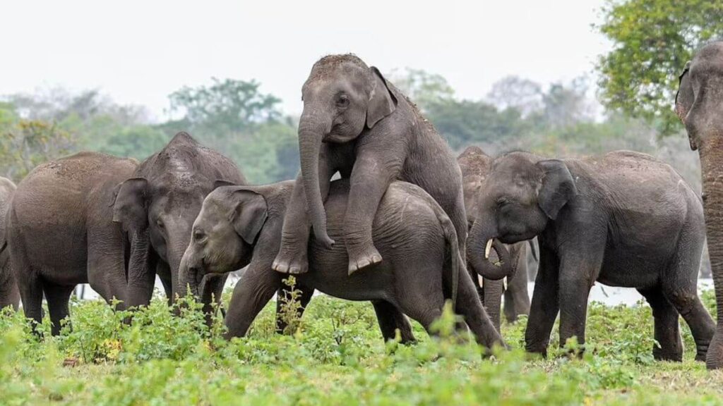 elephant-climbs-on-his-friend