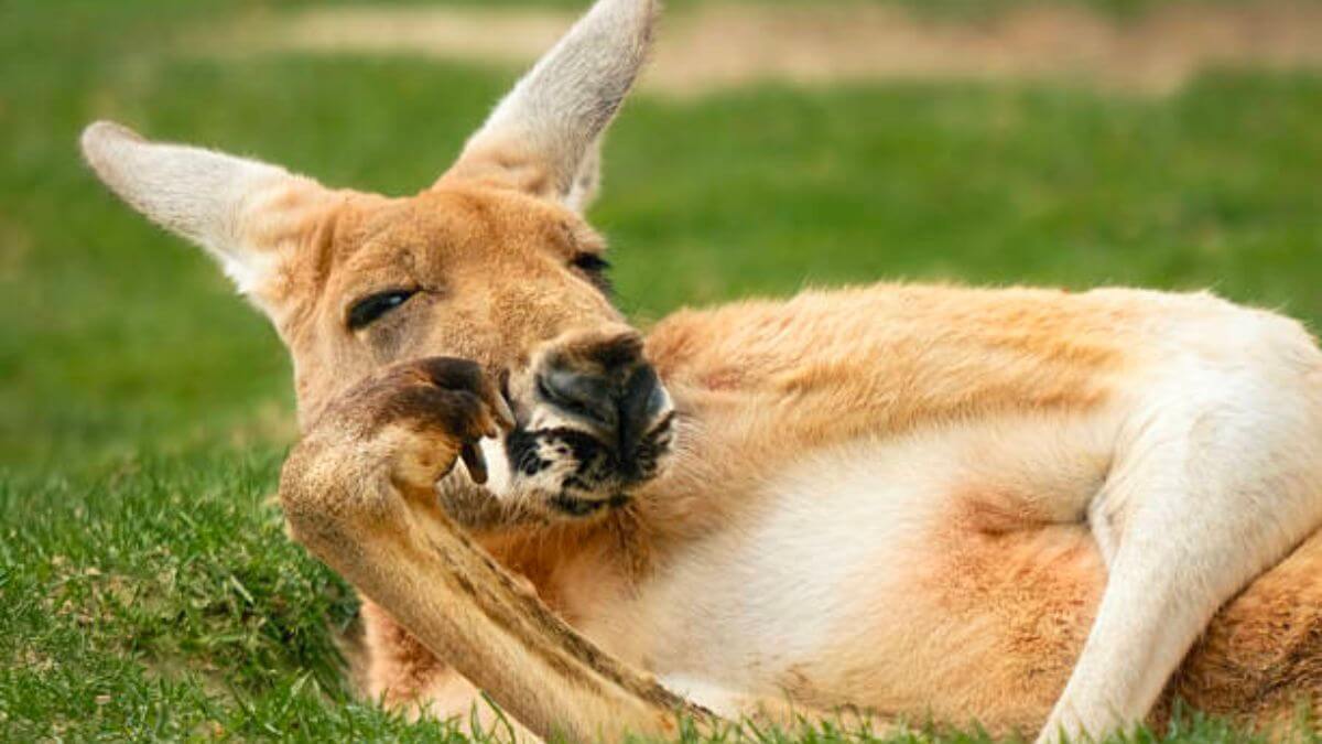 kangaroo-funny