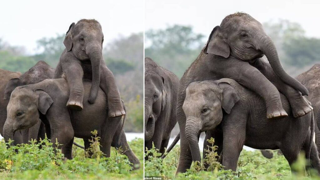 elephant-climbs-on-his-friend