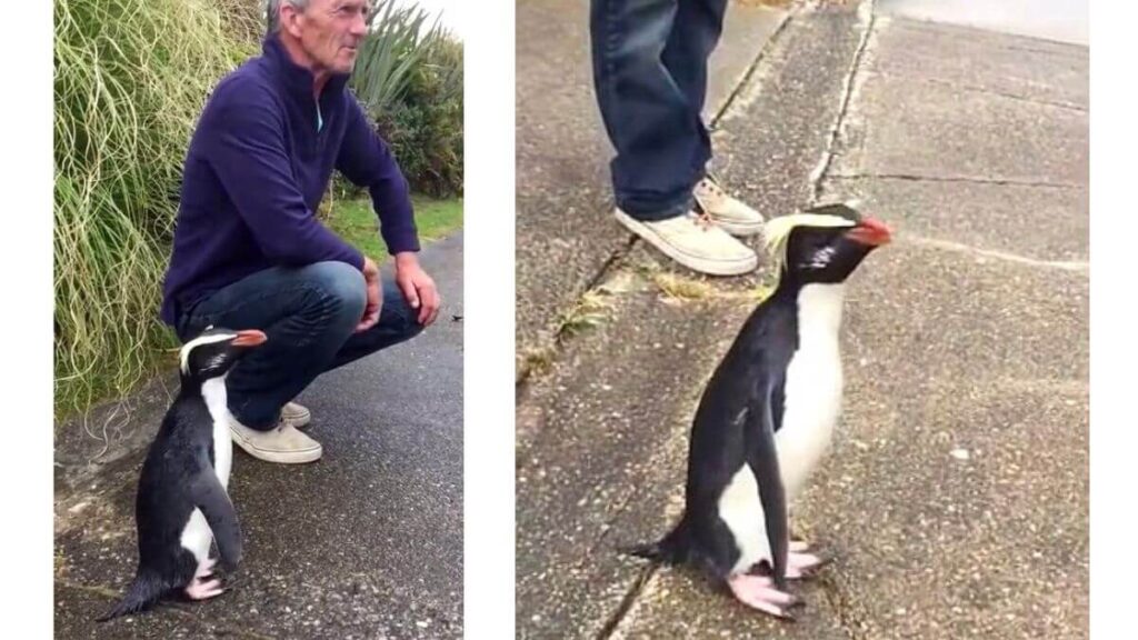 New-Zealand-penguin-greets-his-human-friend