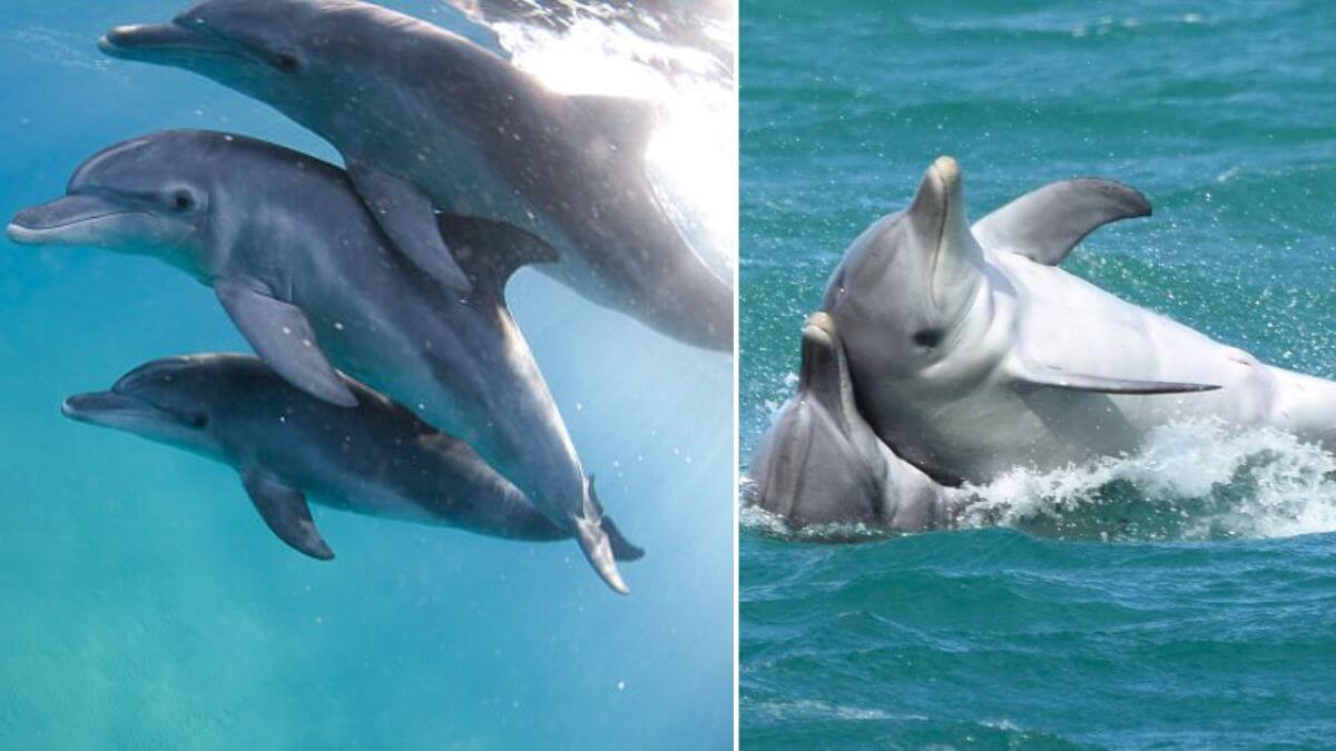 Gay-dolphins-australia