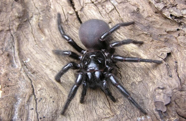 Spiders-in-Australia