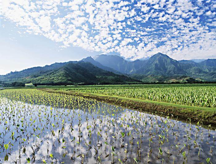 Haraguchi-Rice-Mill-And-Taro-Farm-Tour