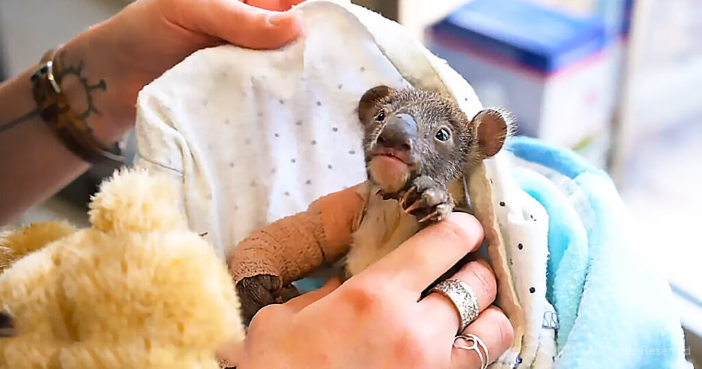 5-month-old-orphaned-koala-has-to-cast-a-cast-on-his-arm