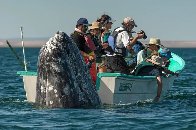 sneaky-whale-pops-up-behind-sightseers