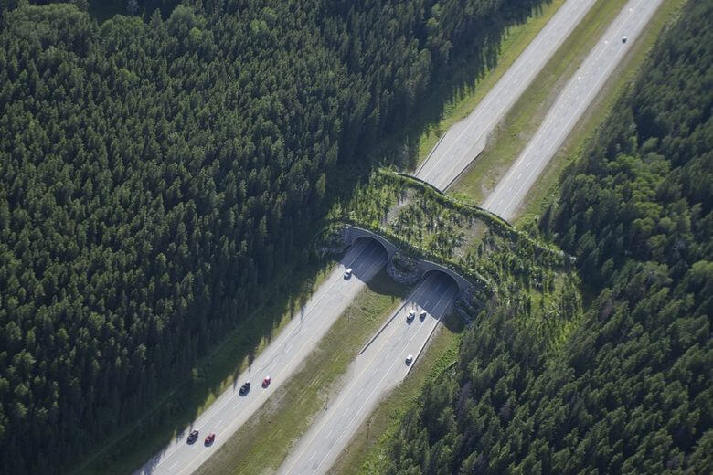 Banff-Wildlife-Crossings:-Bridges-For-Animals-In-Canada