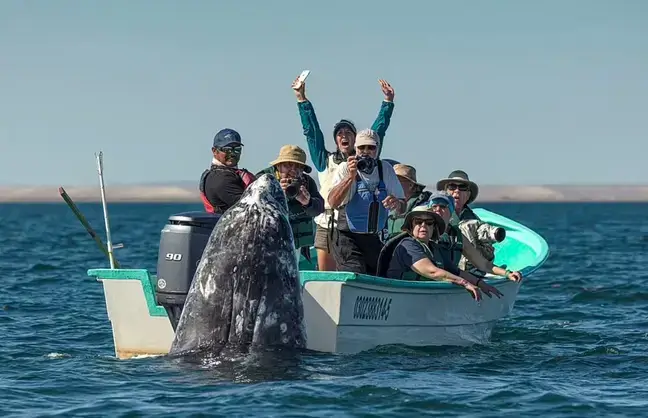 sneaky-whale-pops-up-behind-sightseers