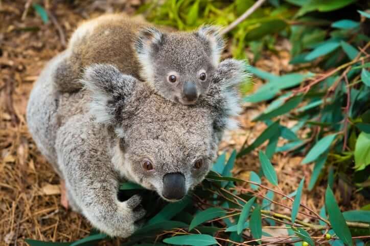 Koala-australia-run