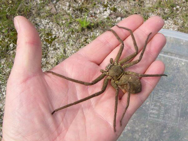 Australia-Huntsman-spider