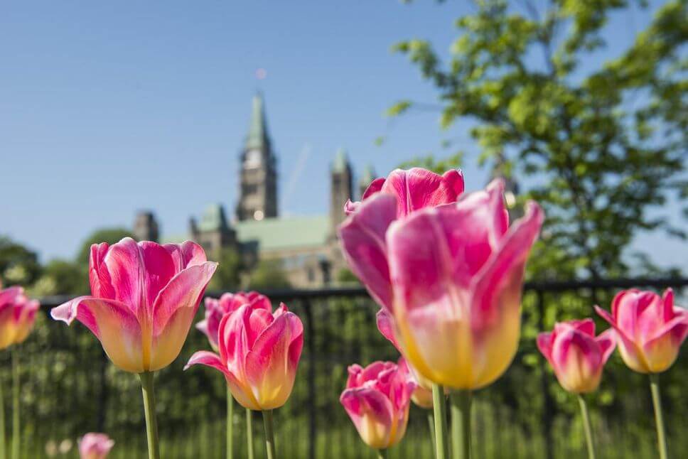 Canadian-Tulip-Festival-Ottawa