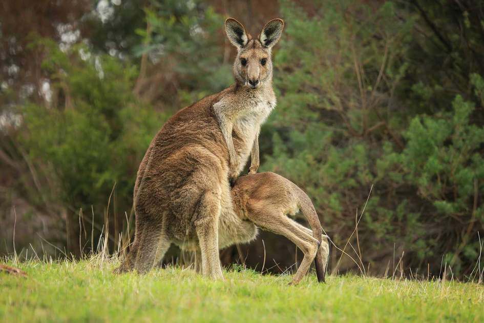 Kangaroos-in-australia