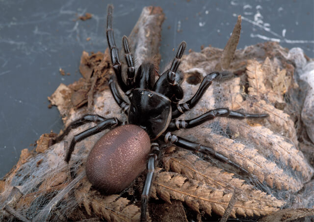 Australia-Funnel-Web-spider