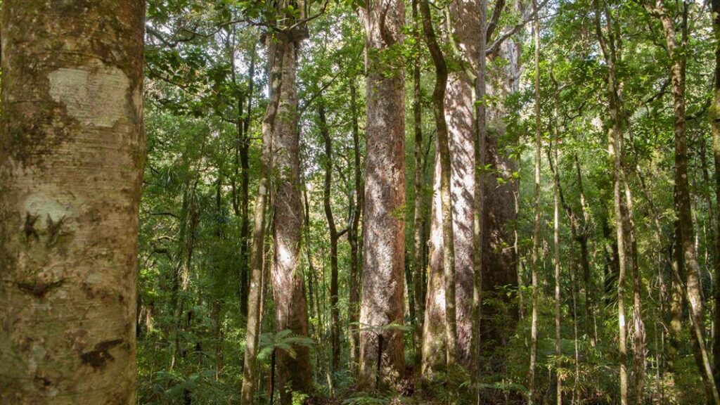 Kauri-Forest-new-zealand