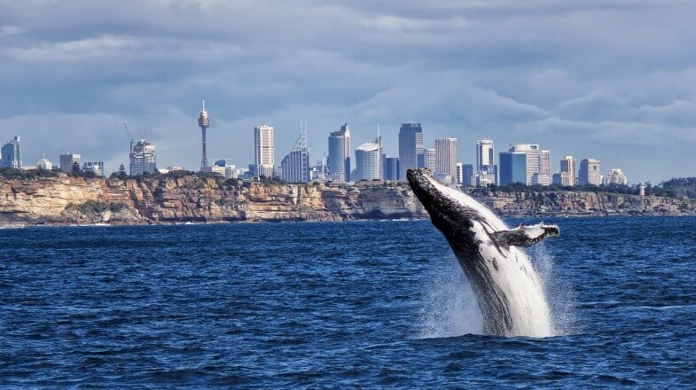 sydney-whale-watching