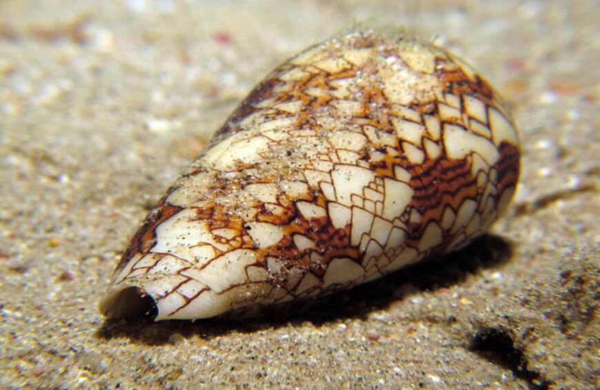 Cone-Snails