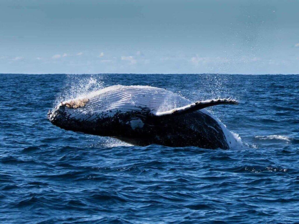 Whales-australia
