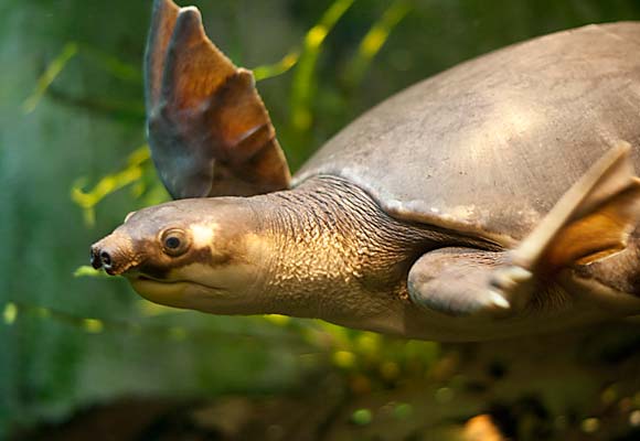 pig-nosed-turtle-animal-sea-australiav