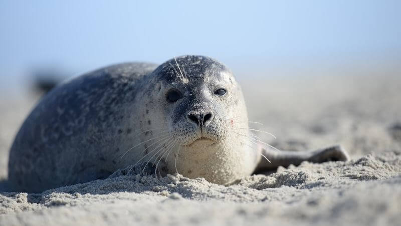 Wadden-Sea-Seals