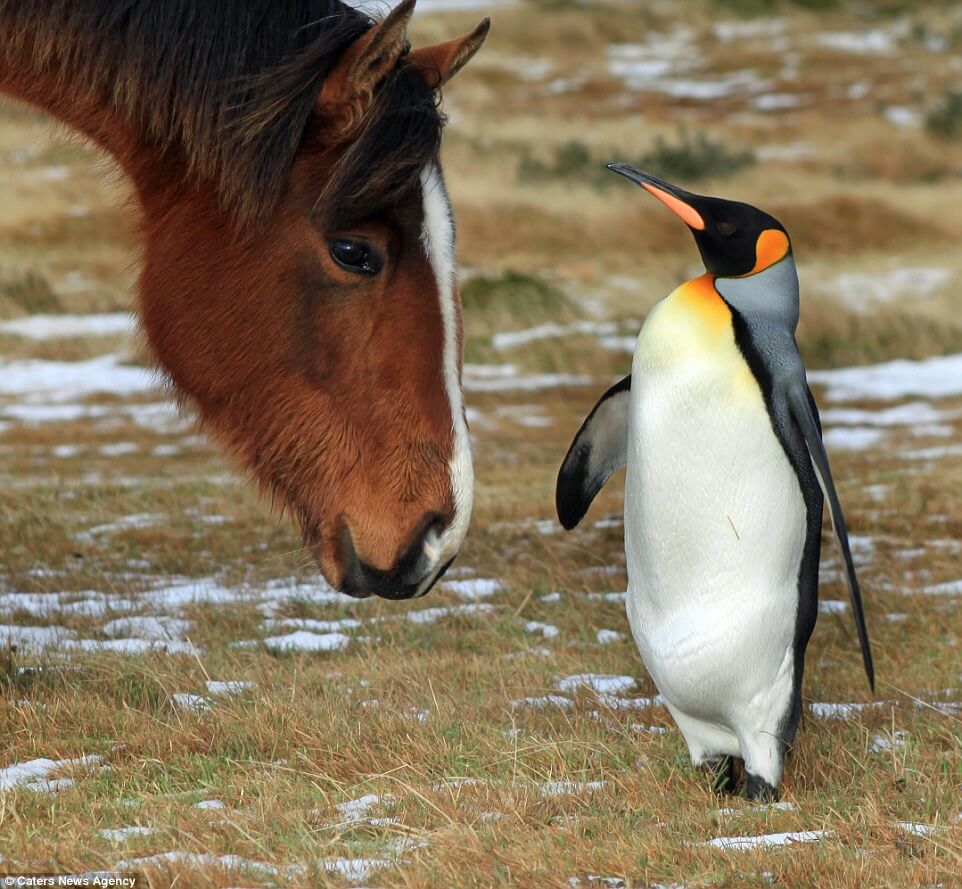 Horses-adopt-lonely-penguins