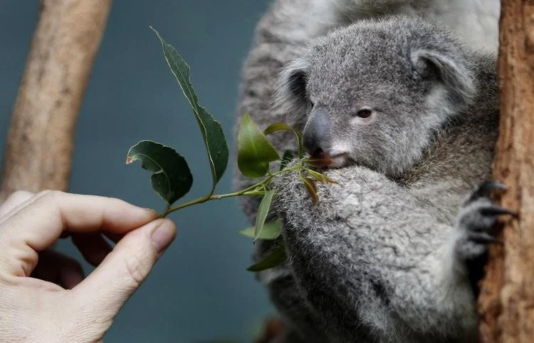 koala-endangered