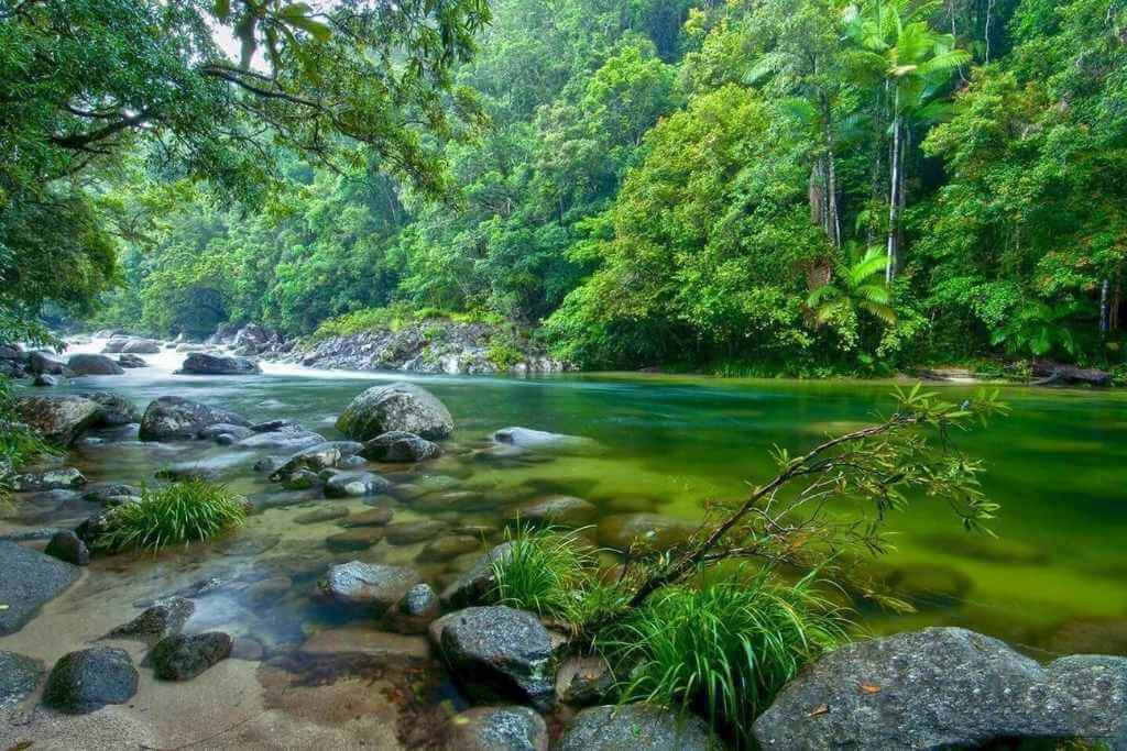 Daintree-Rainforest