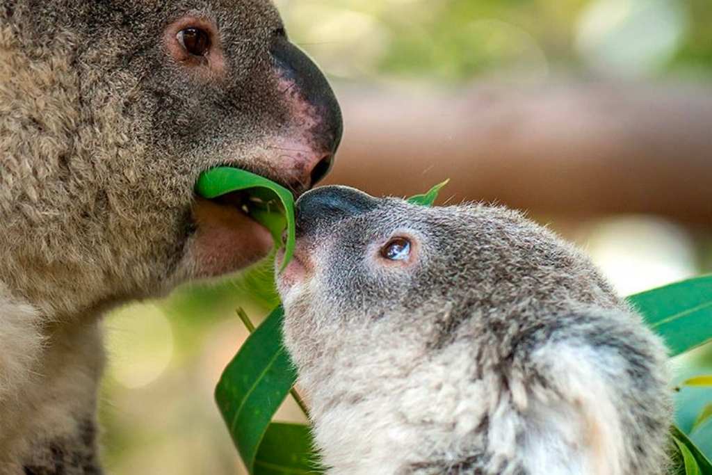 australian-wildlife