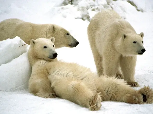 Churchill-Polar-Bears