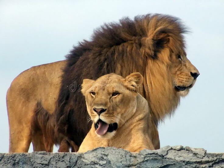 African-Lion-Safari-canada