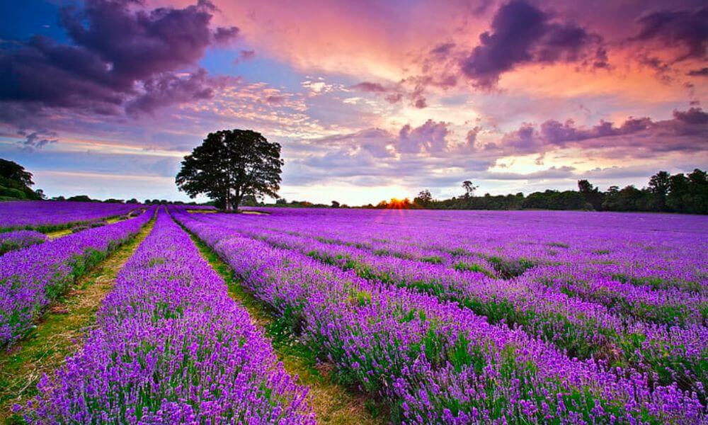 lavender-fields-canada