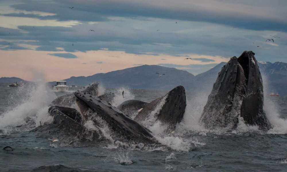 Three-humpback-whales-Canada