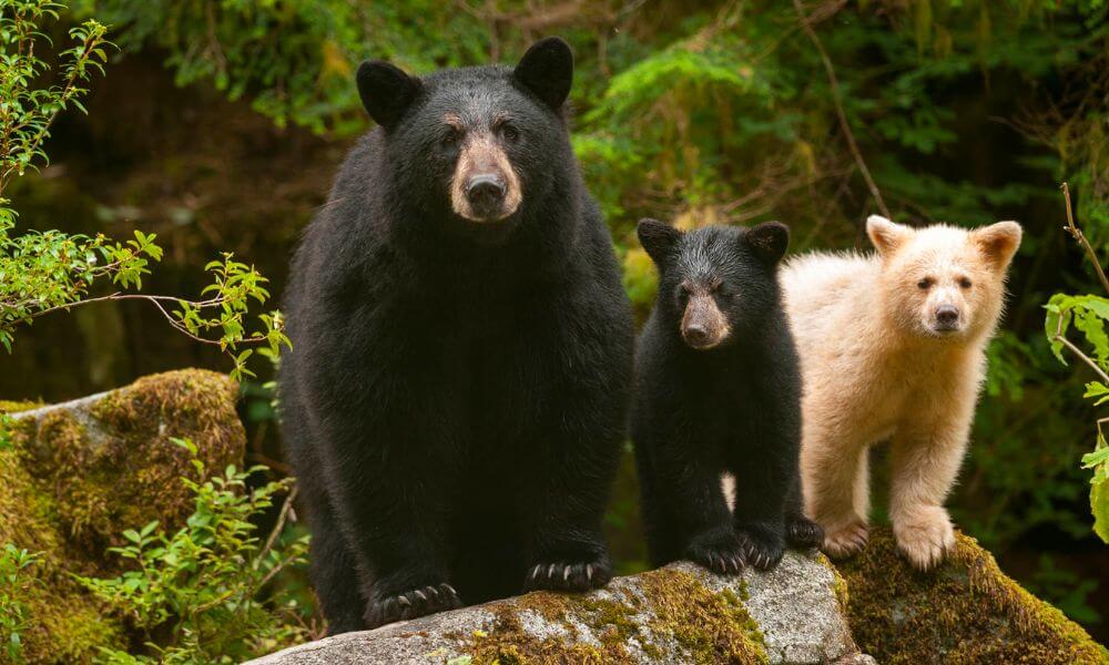 Great-Bear-Rainforest
