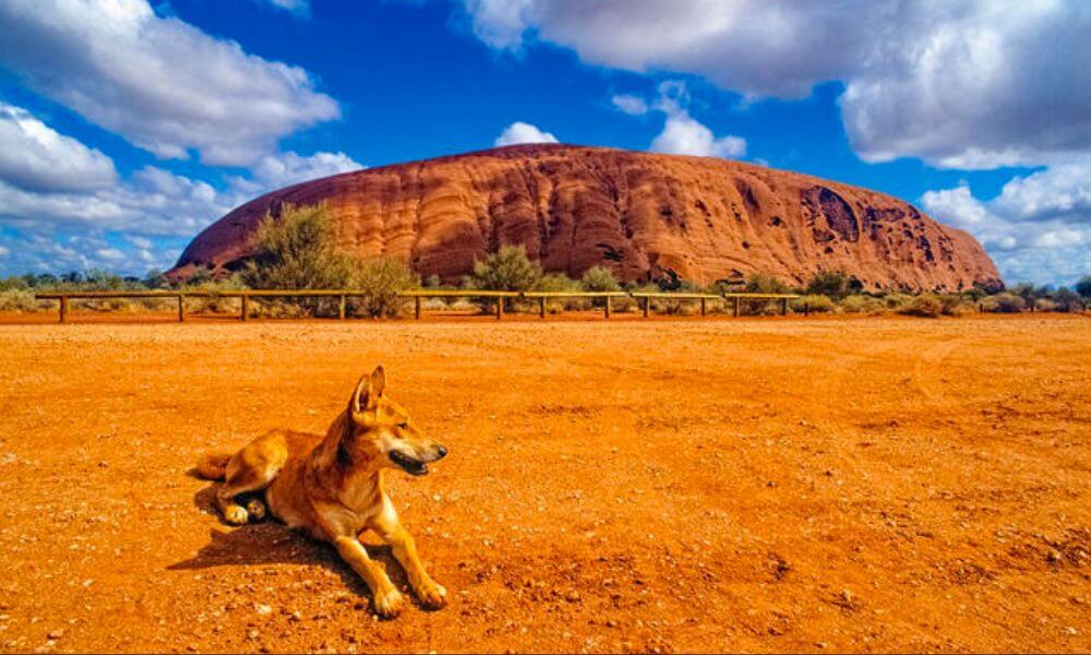 Uluru-Dingoes