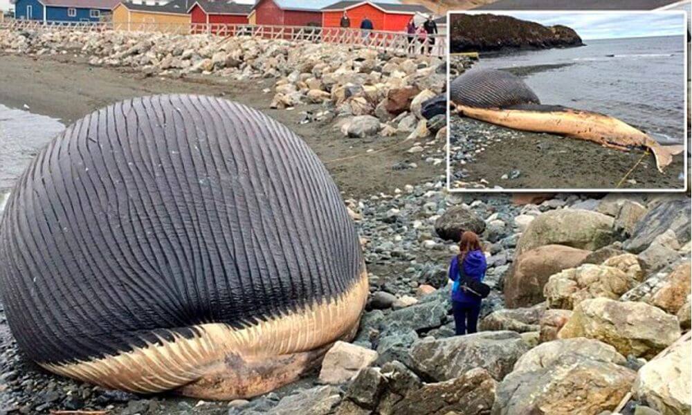 whale-explode-Newfoundland