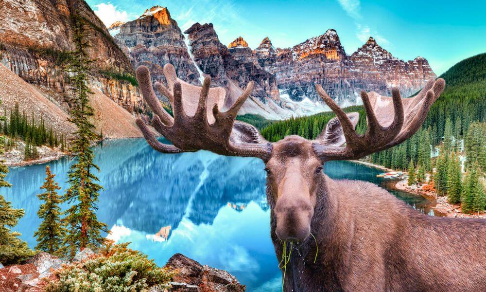 National-Parks-in-Canada-Wildlife