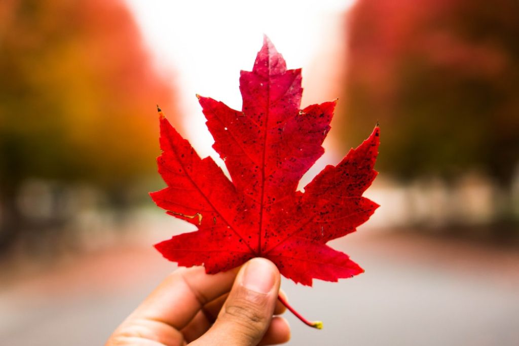maple-leaves-symbol-canada