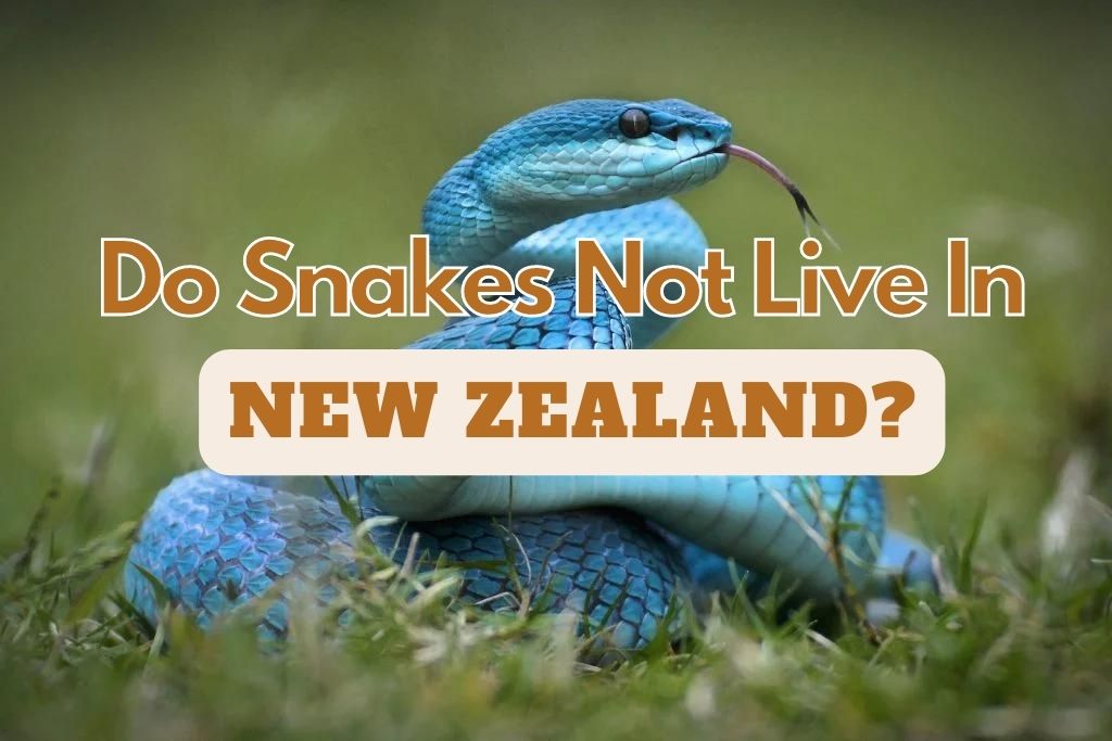 Do-Snakes-Not-Live-In-NZ