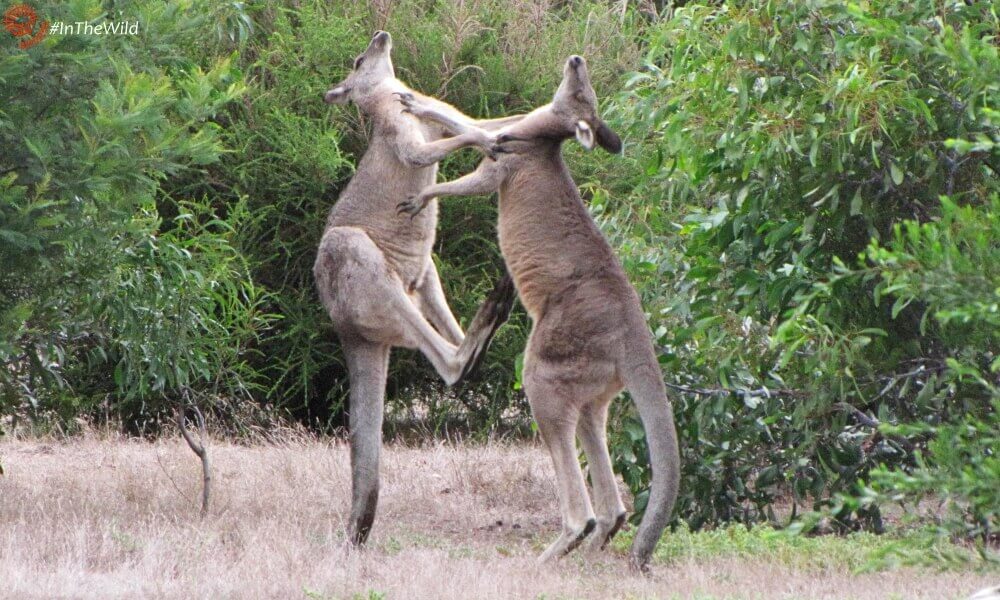 Male-Kangaroos-Fighting