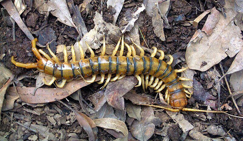 Centipedes-In-Australia