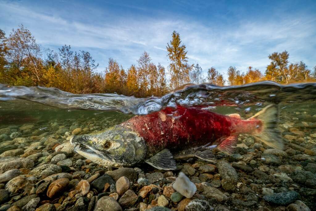 canada-autumn-salmon