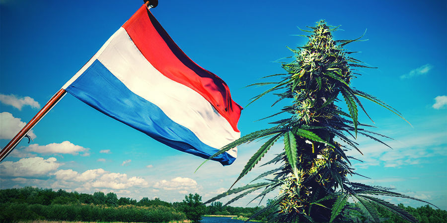 Cannabis-Use-In-Amsterdam