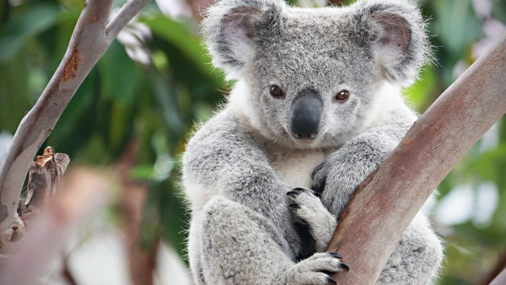 Koala-bear