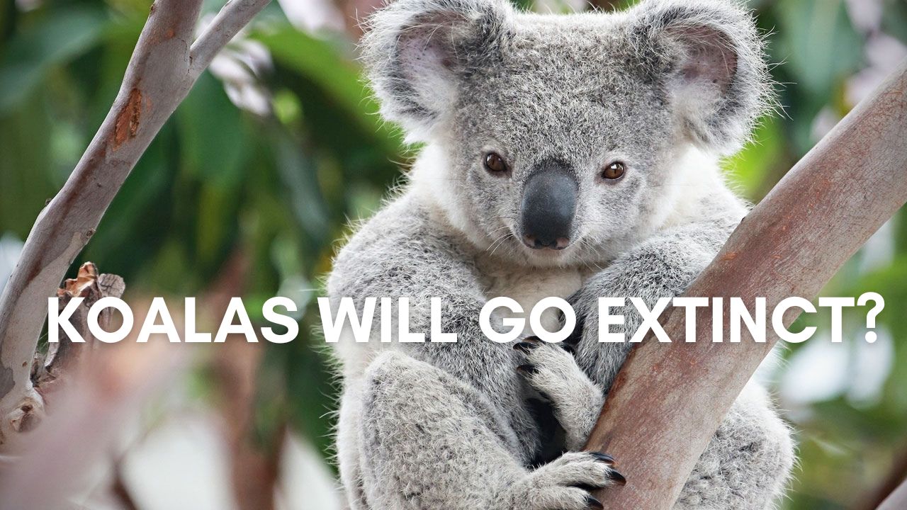 Koalas-will-go-extinct
