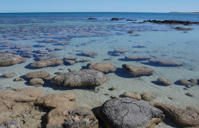 Stromatolites-living-fossil-australia