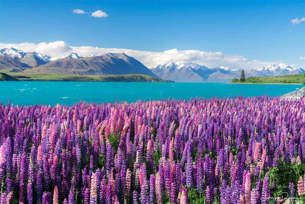 lupins-flowers-new-zealand